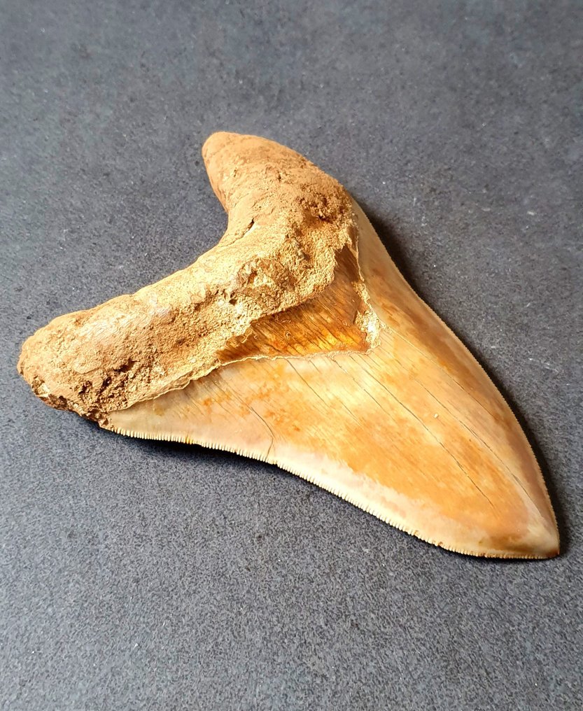 巨牙鯊 - 牙齒化石 - 153 mm - 105 mm #2.1