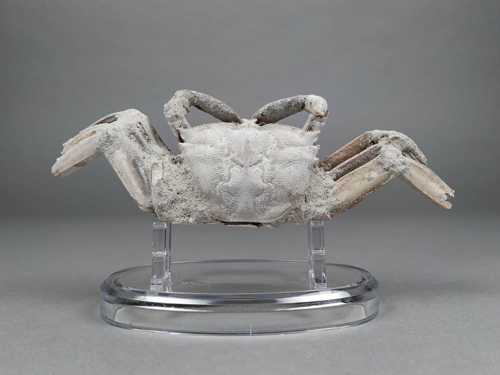 Superbe crabe fossile - Animal fossilisé - Macrophtalmus sp. - 14.5 cm - 4.8 cm  (Sans Prix de Réserve) #2.2