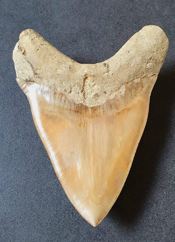 Megalodon - Fossiiliset hampaat - 154 mm - 119 mm #1.2