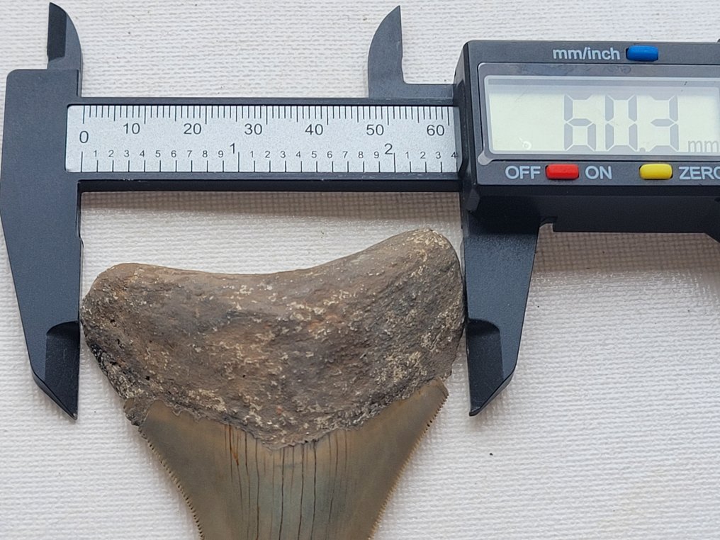 Megalodon - Dente fóssil - 8 cm - 6 cm #2.1