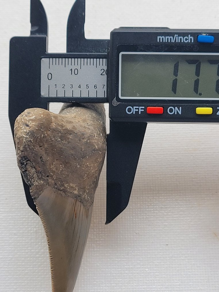 Megalodon - Fossiiliset hampaat - 8 cm - 6 cm #3.2