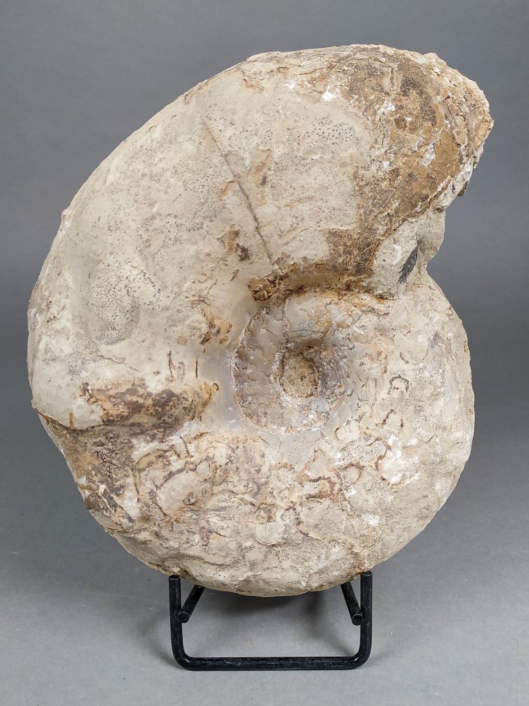 Όμορφος αμμωνίτης - Απολιθωμένο κέλυφος - Ceratites Levalloisi - 20 cm - 16 cm #2.1