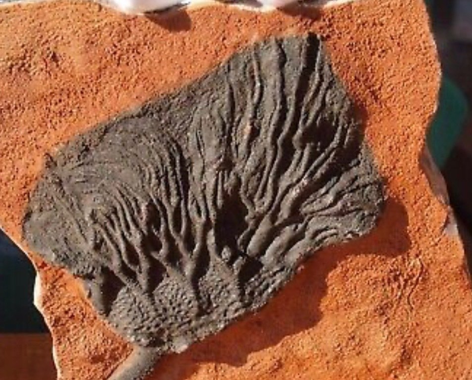 Sølilje - Fossil pladematrix - 17 cm - 11 cm #2.1