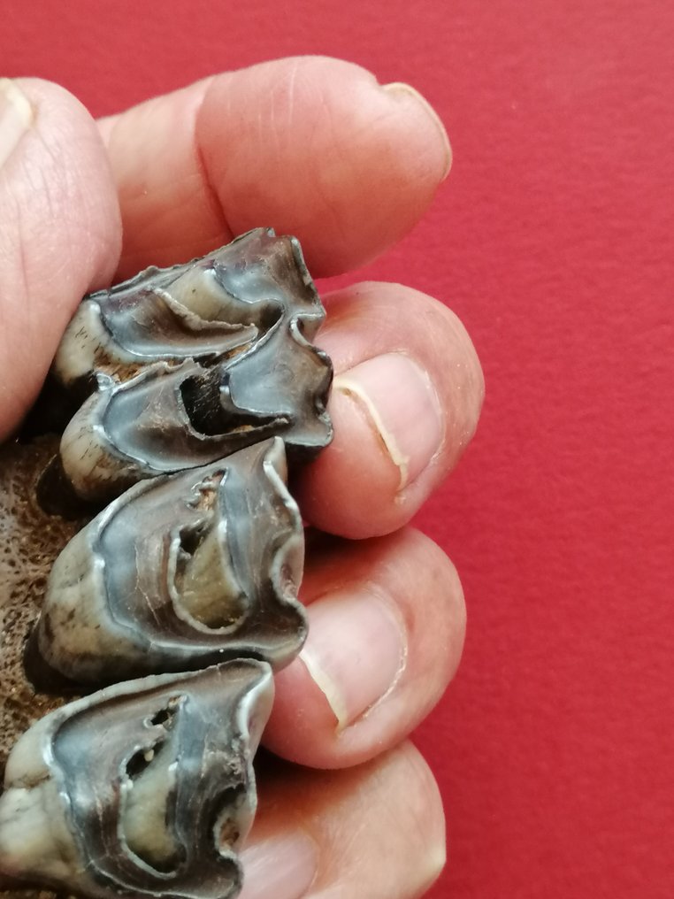 Tre växtätare molarer på ett underkäksfragment - Fossila tänder - 6.3 cm - 4.2 cm  (Utan reservationspris) #2.1