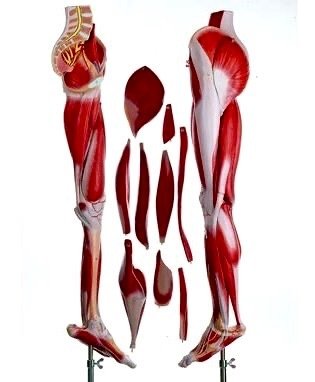 Model anatomiczny - wysokiej jakości tworzywo sztuczne (somsoplast) - 1960-1970 - model anatomiczny kości mięśnia nogi, wykonany przez firmę Somso #2.1