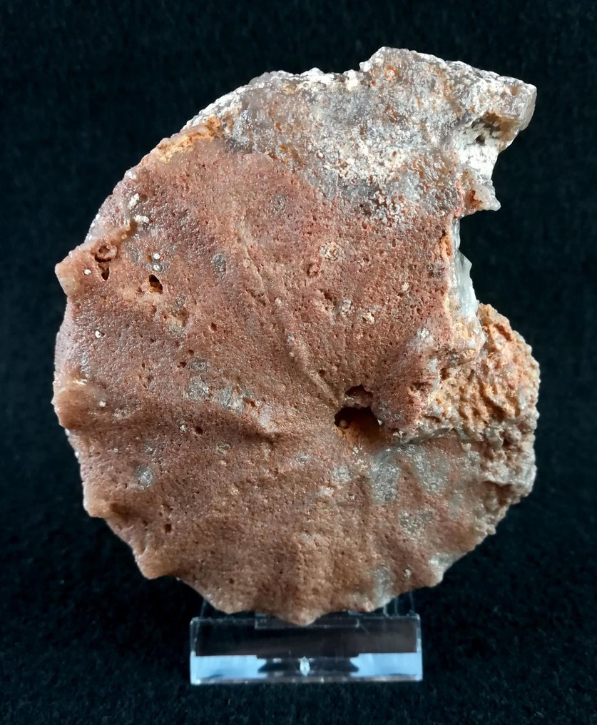 斑彩螺 - 动物化石 - Gauthiericeras nouelianum (D´Orbigny, 1850) - 10 cm - 8.6 cm #2.1
