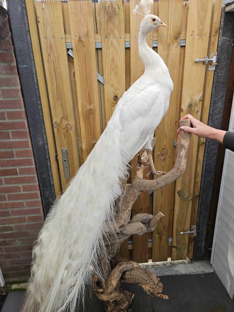 biały paw Eksponat taksydermiczny (całe ciało) - Pavo Cristatus - 200 cm - 25 cm - 200 cm - Kweekvogel niet beschermd - 1 #1.1