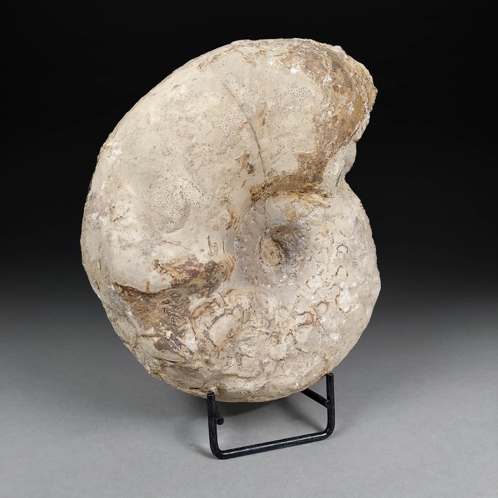 Gyönyörű Ammonite - Fosszilizálódott kagyló - Ceratites Levalloisi - 20 cm - 16 cm #1.1