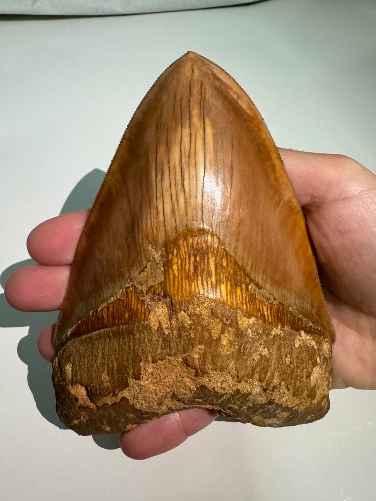 巨齿鲨 - 牙齿化石 - carcharocles megalodon - 14.1 cm #1.2