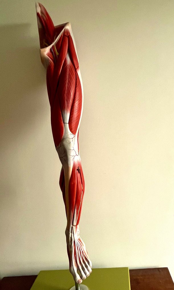 Anatomisches Modell - hochwertiger Kunststoff (Somsoplast) - 1960-1970 - Anatomisches Modell eines Beinmuskelknochens, hergestellt von Somso #1.1