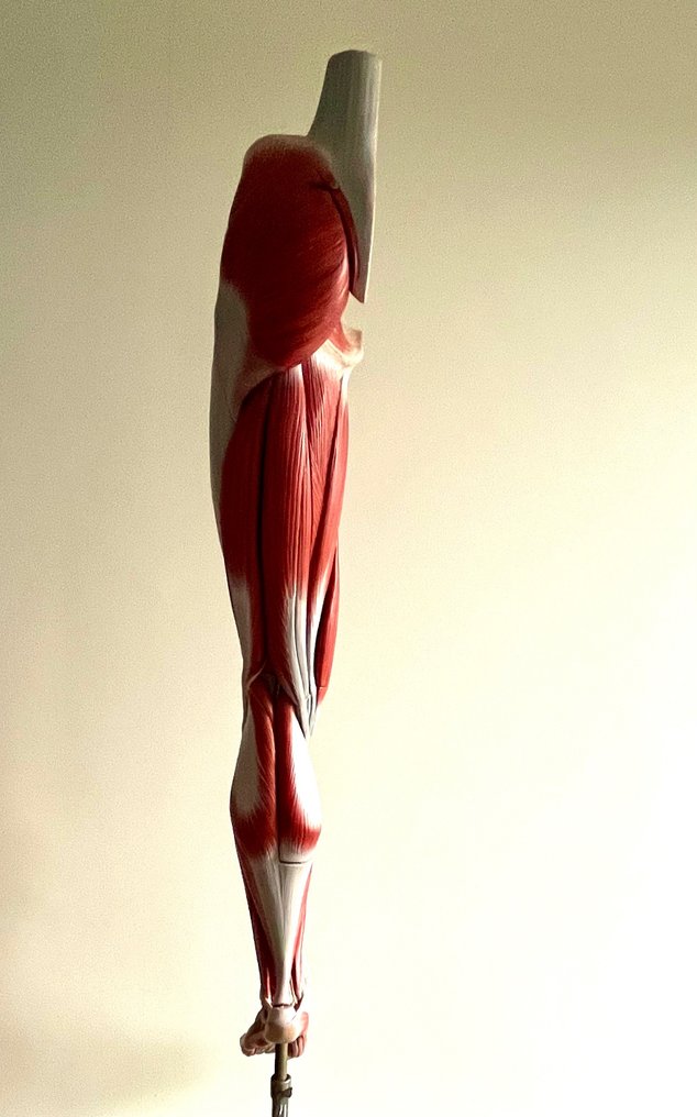 Model anatomiczny - wysokiej jakości tworzywo sztuczne (somsoplast) - 1960-1970 - model anatomiczny kości mięśnia nogi, wykonany przez firmę Somso #1.2