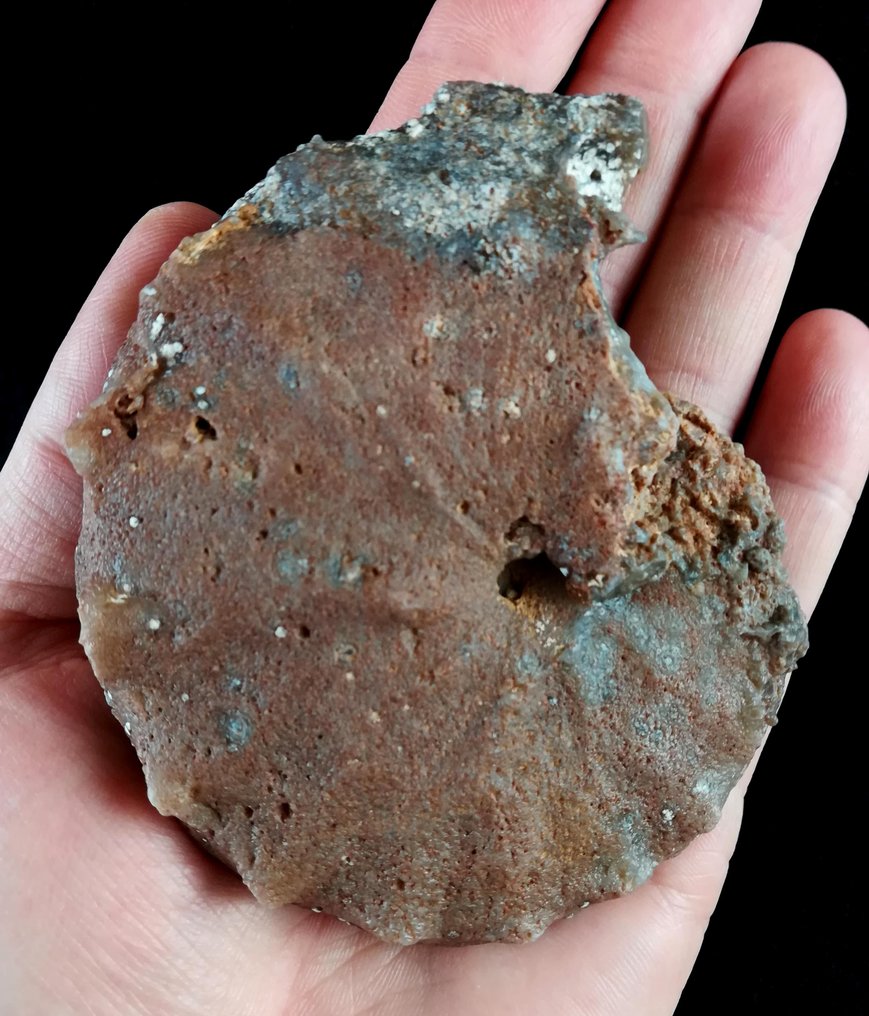 Amonit - Skamieniałe zwierzę - Gauthiericeras nouelianum (D´Orbigny, 1850) - 10 cm - 8.6 cm #1.1