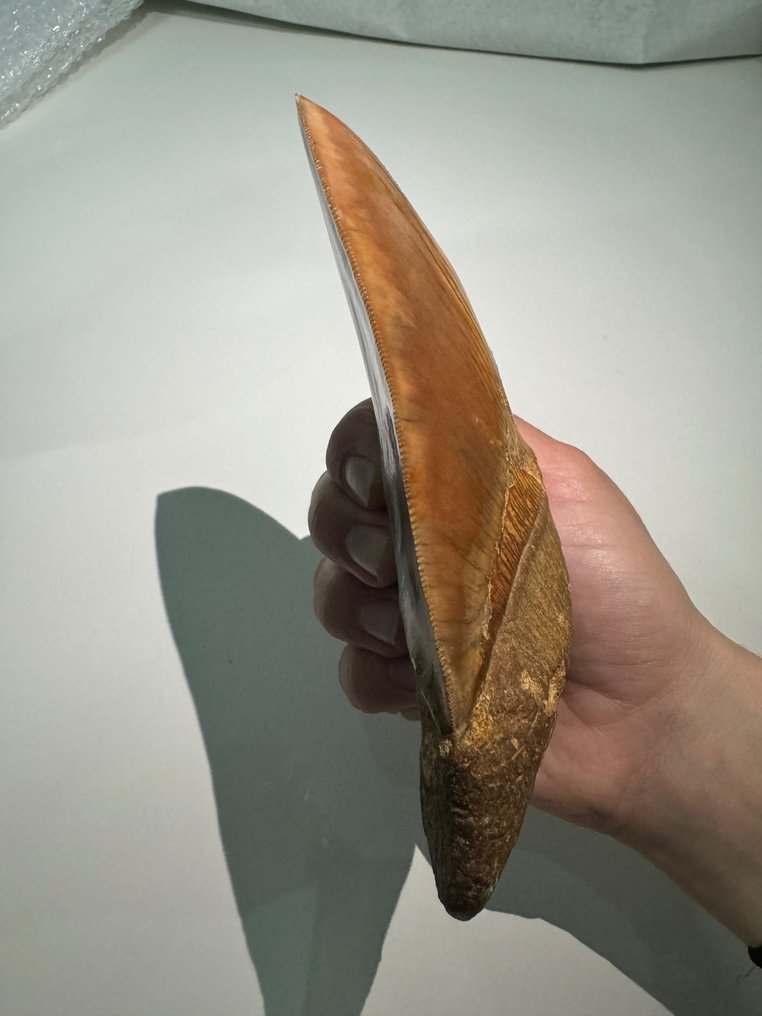 巨齿鲨 - 牙齿化石 - carcharocles megalodon - 14.1 cm #2.1