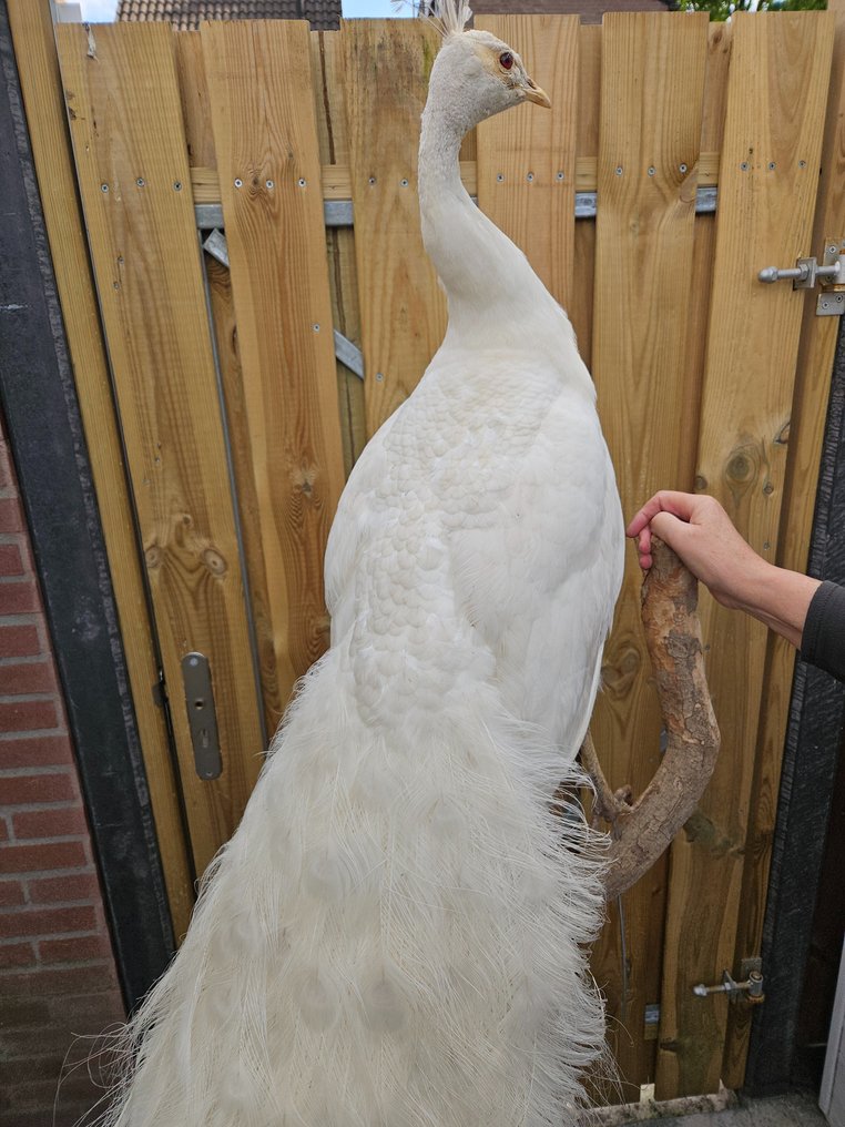 biały paw Eksponat taksydermiczny (całe ciało) - Pavo Cristatus - 200 cm - 25 cm - 200 cm - Kweekvogel niet beschermd - 1 #2.1