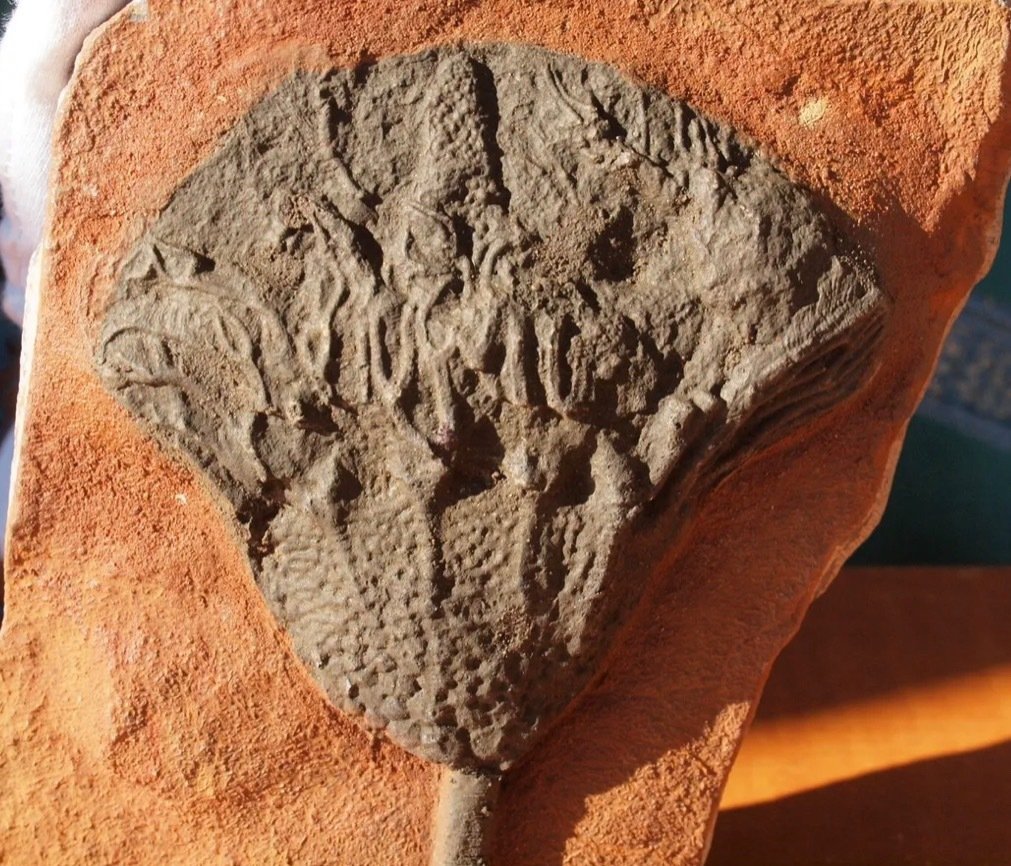 Crinoid - Fossilplattenmatrix - 17 cm - 11 cm #1.1