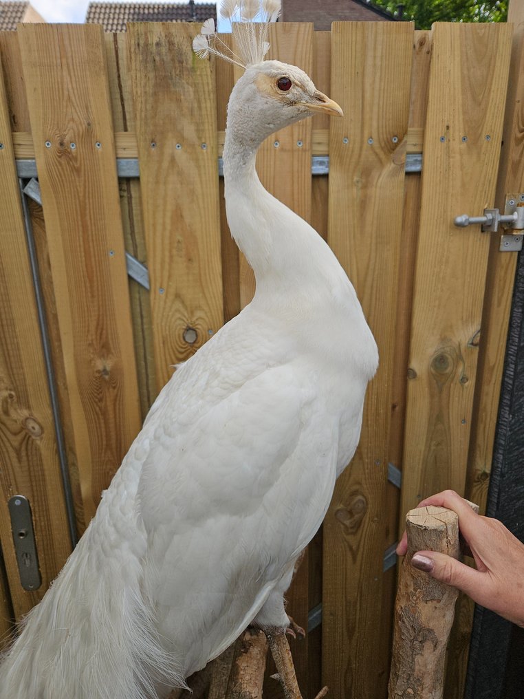 biały paw Eksponat taksydermiczny (całe ciało) - Pavo Cristatus - 200 cm - 25 cm - 200 cm - Kweekvogel niet beschermd - 1 #1.2