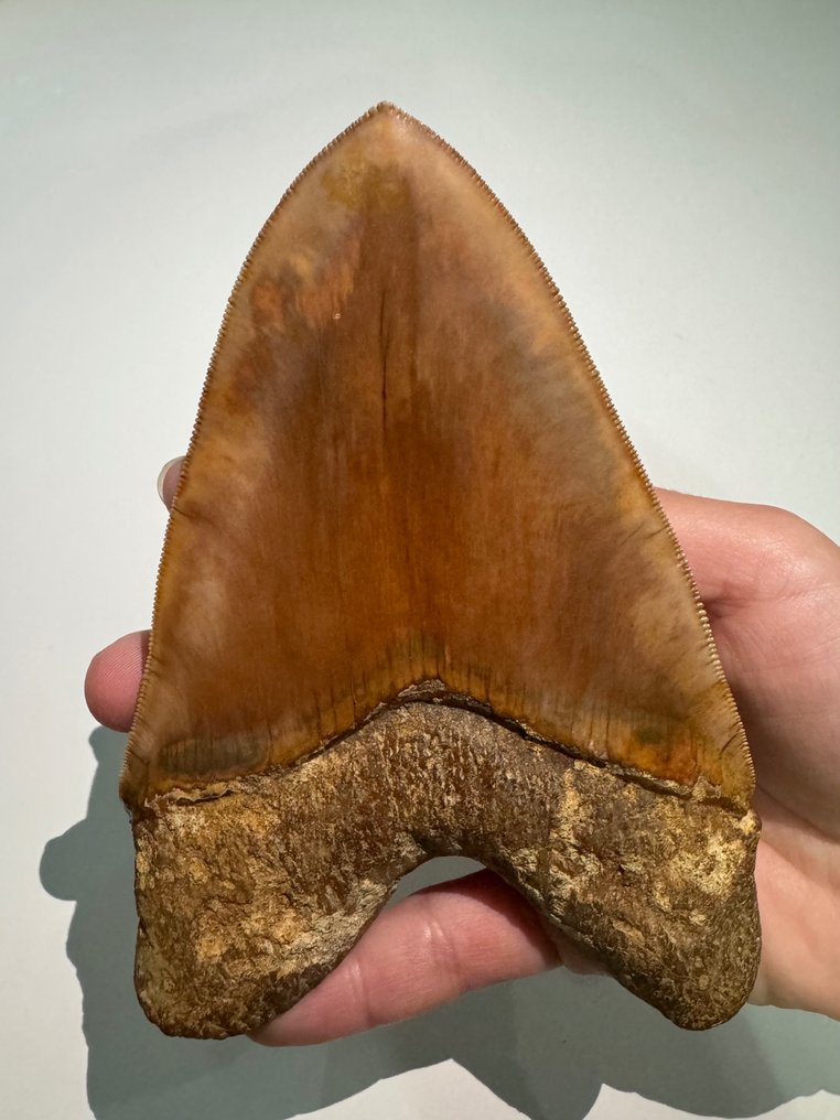 巨齿鲨 - 牙齿化石 - carcharocles megalodon - 14.1 cm #1.1