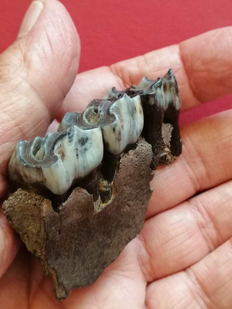 Three herbivore molars on a mandible fragment - Fossil teeth - 6.3 cm - 4.2 cm #2.2