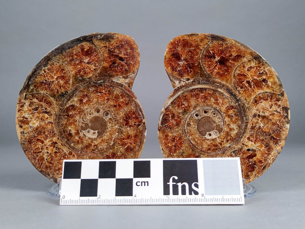 Splendido fossile di Nautiloide sezionato in due metà perfette - Guscio fossilizzato - Cymatoceras sp.  (Senza Prezzo di Riserva) #2.1