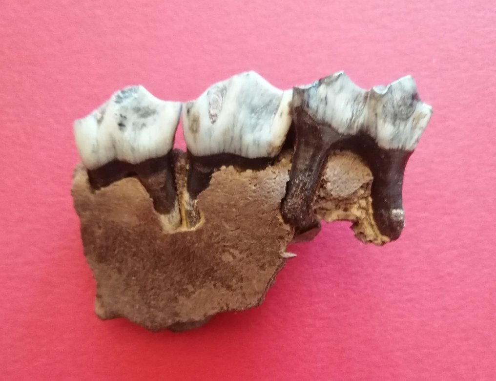 Tres molares herbívoros en un fragmento de mandíbula. - Dientes fósiles - 6.3 cm - 4.2 cm #1.1