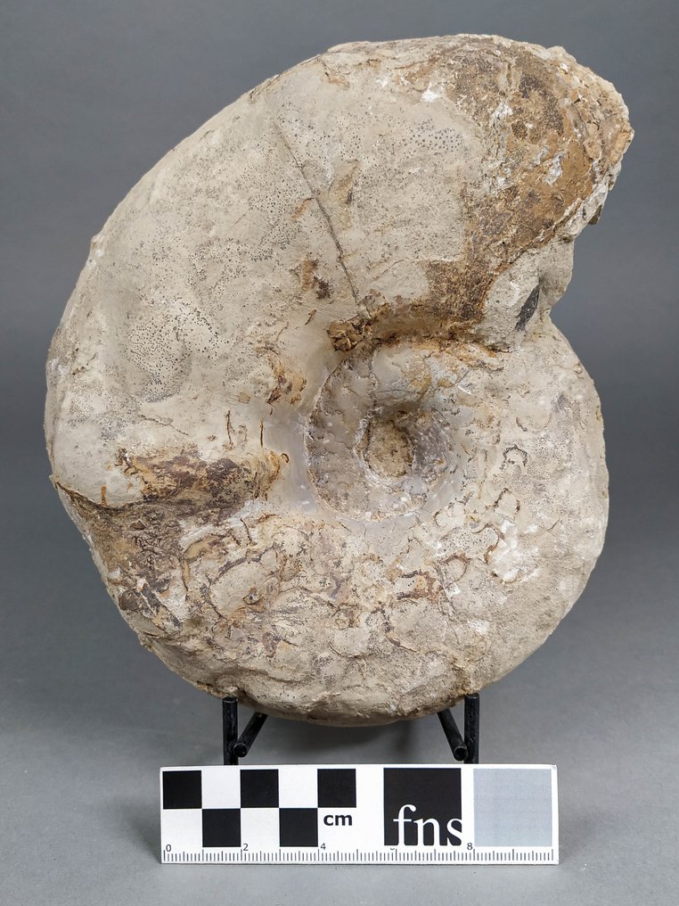 Gyönyörű Ammonite - Fosszilizálódott kagyló - Ceratites Levalloisi - 20 cm - 16 cm #2.2