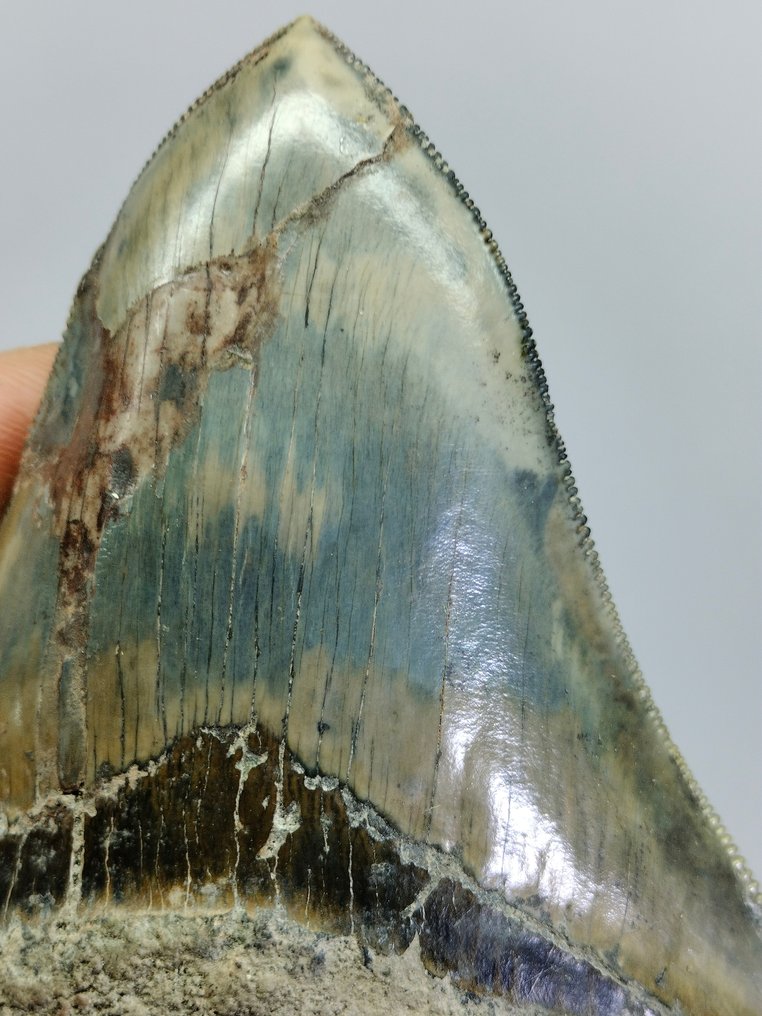 Dente grande de Megalodonte - Dente fóssil - Carcharocles Megalodon - 118 mm - 100 mm #2.1
