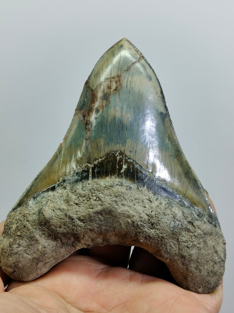 Megalodon iso hammas - Fossiiliset hampaat - Carcharocles Megalodon - 118 mm - 100 mm #1.1