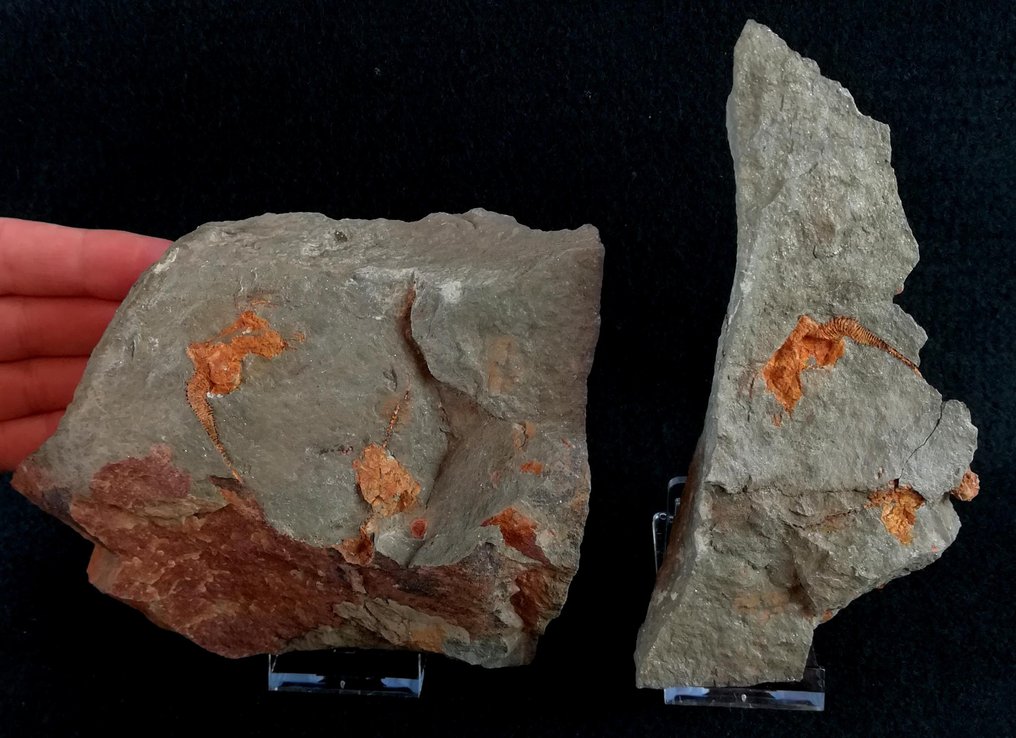 Prymitywna szkarłupnia - Rhombifera - Skamieniałe zwierzę - Homocystites adidiensis (Zamora, et al. 2022) - 14 cm - 11 cm #2.1