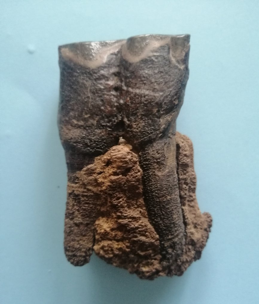 Uldet næsehorns molar med mandibular fragment, sibirisk permafrost. - Fossil tand - 8.2 cm - 4.2 cm #2.1
