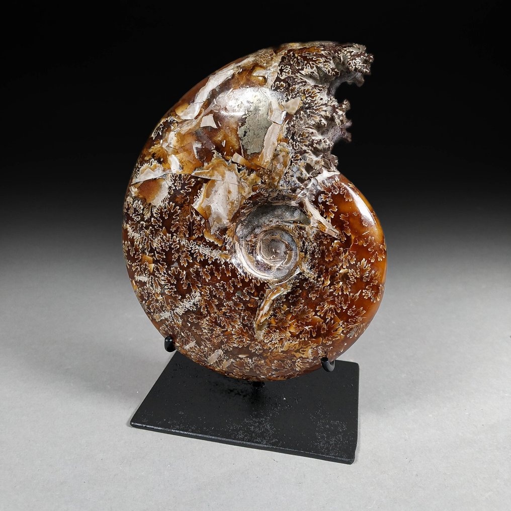 Smuk ammonit med bearbejdet mund - Forstenet skal - Cleoniceras sp. - 13.6 cm - 10.6 cm #1.1