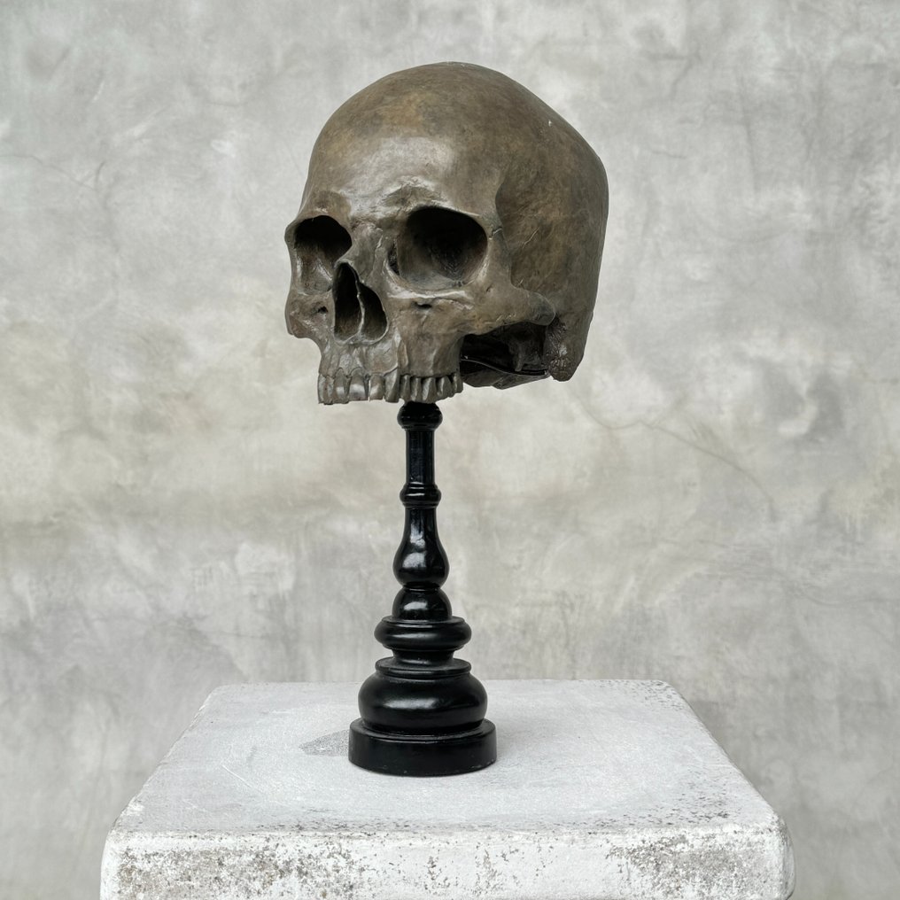 Statue, NO RESERVE PRICE - Stunning human skull statue on a custom stand - Brown Colour - Museum Quality - - 30 cm - Harz - 2025 #1.0