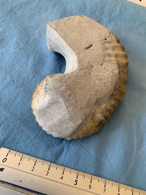 Ammonite - Fosszilizálódott állat - 10 cm - 7 cm #2.1