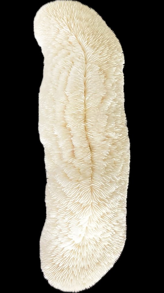 Cojín Tiburón coral blanco Coral - Culcita SP #1.1