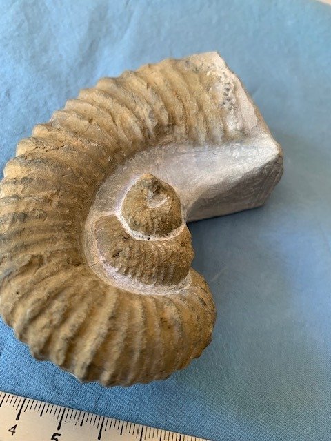 Ammonite - Fosszilizálódott állat - 10 cm - 7 cm #1.1