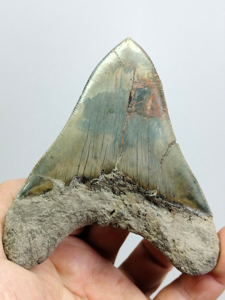Megalodon iso hammas - Fossiiliset hampaat - Carcharocles Megalodon - 118 mm - 100 mm #1.2