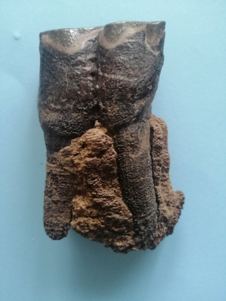 Uldet næsehorns molar med mandibular fragment, sibirisk permafrost. - Fossil tand - 8.2 cm - 4.2 cm #1.2