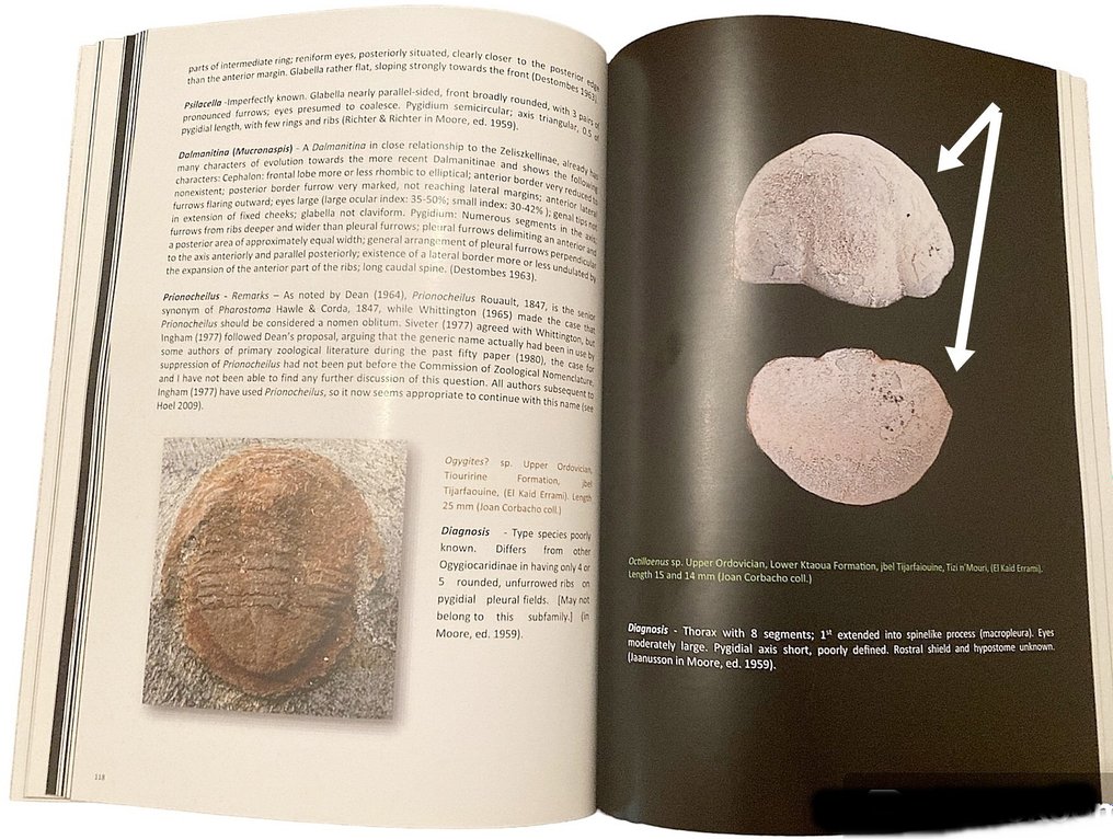 Figura en el libro Moroccan trilobites - Animal fosilizado - Cyclopyge sp + Octillaenus sp. + cefalon de  Symphysops stevaninae  (Sin Precio de Reserva) #1.1