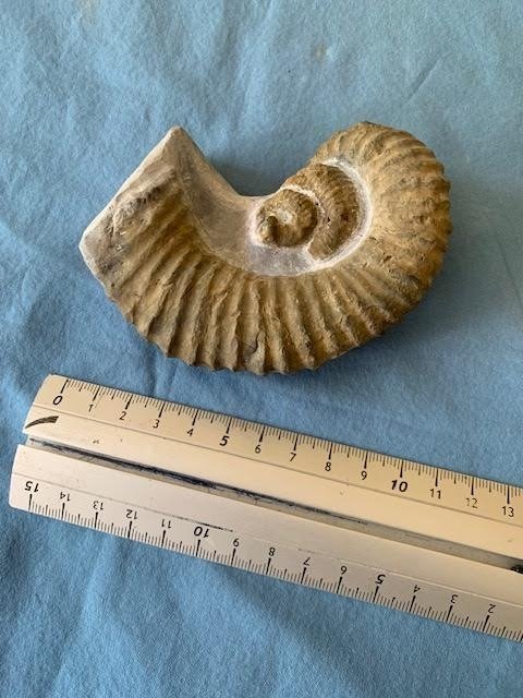 Ammonite - Fosszilizálódott állat - 10 cm - 7 cm #1.2