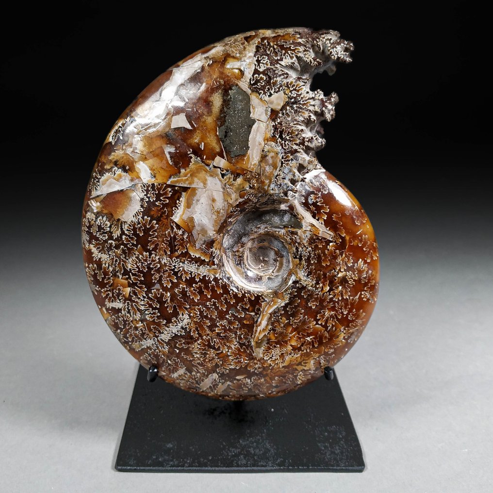 Smuk ammonit med bearbejdet mund - Forstenet skal - Cleoniceras sp. - 13.6 cm - 10.6 cm #1.2