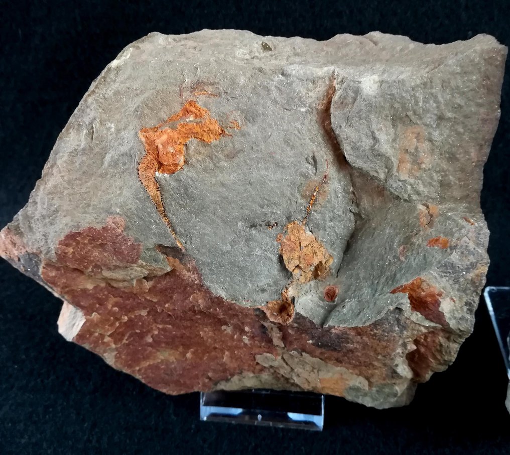 Prymitywna szkarłupnia - Rhombifera - Skamieniałe zwierzę - Homocystites adidiensis (Zamora, et al. 2022) - 14 cm - 11 cm #3.1