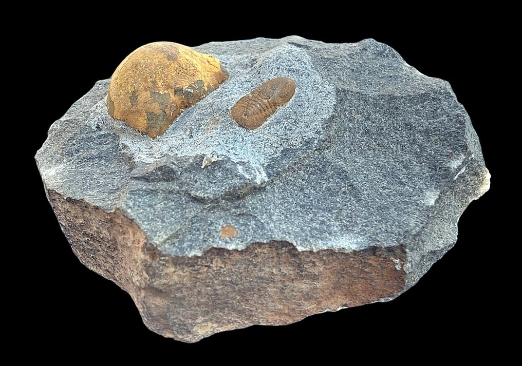Figura no livro Trilobitas marroquinas - Animal fossilizado - Cyclopyge sp + Octillaenus sp. + cefalon de  Symphysops stevaninae #3.1
