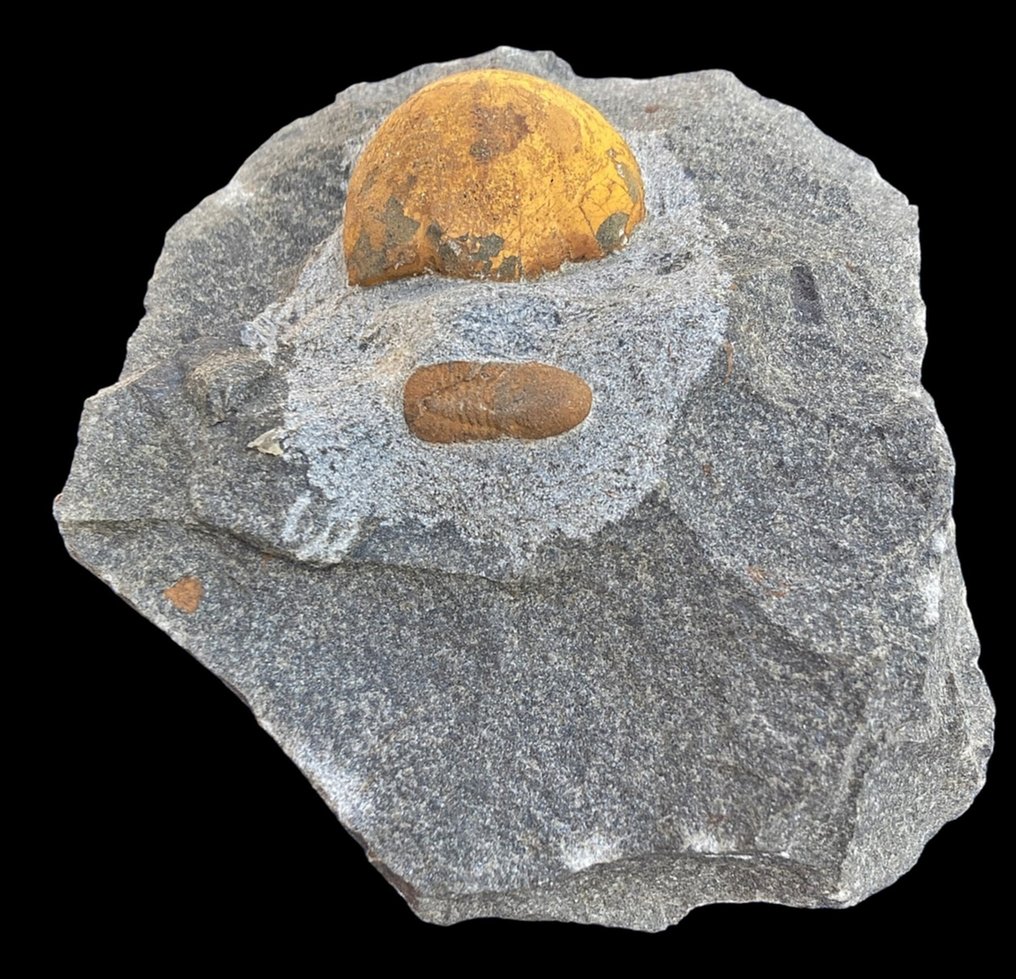 Figura no livro Trilobitas marroquinas - Animal fossilizado - Cyclopyge sp + Octillaenus sp. + cefalon de  Symphysops stevaninae #2.2