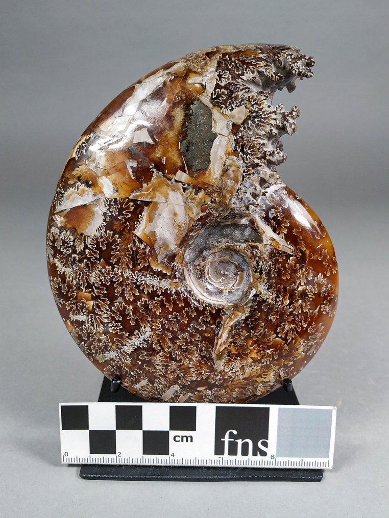 Smuk ammonit med bearbejdet mund - Forstenet skal - Cleoniceras sp. - 13.6 cm - 10.6 cm #2.1