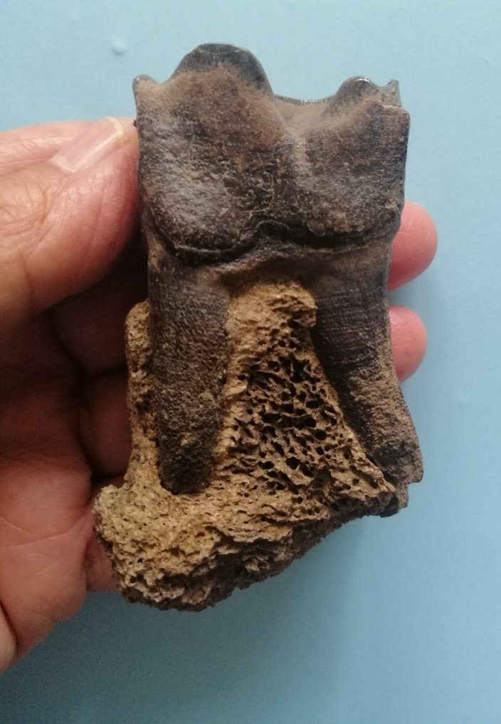 Molar de rinoceronte lanudo con fragmento mandibular, permafrost siberiano. - Diente fósil - 8.2 cm - 4.2 cm #1.1