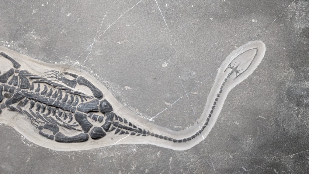 Merellinen matelija - Fossiilinen luuranko - Keichousaurus - 39.5 cm - 28.7 cm #2.2