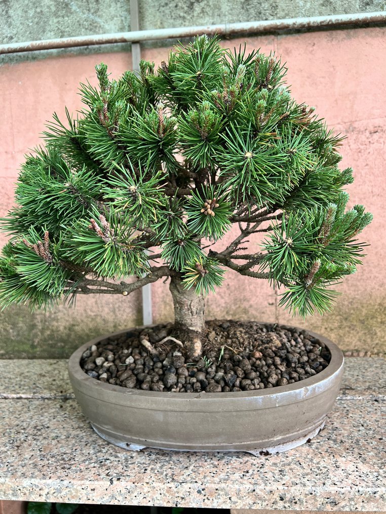 Tall-bonsai (Pinus) - Höjd (träd): 46 cm - Djup (träd): 45 cm - Japan #1.1