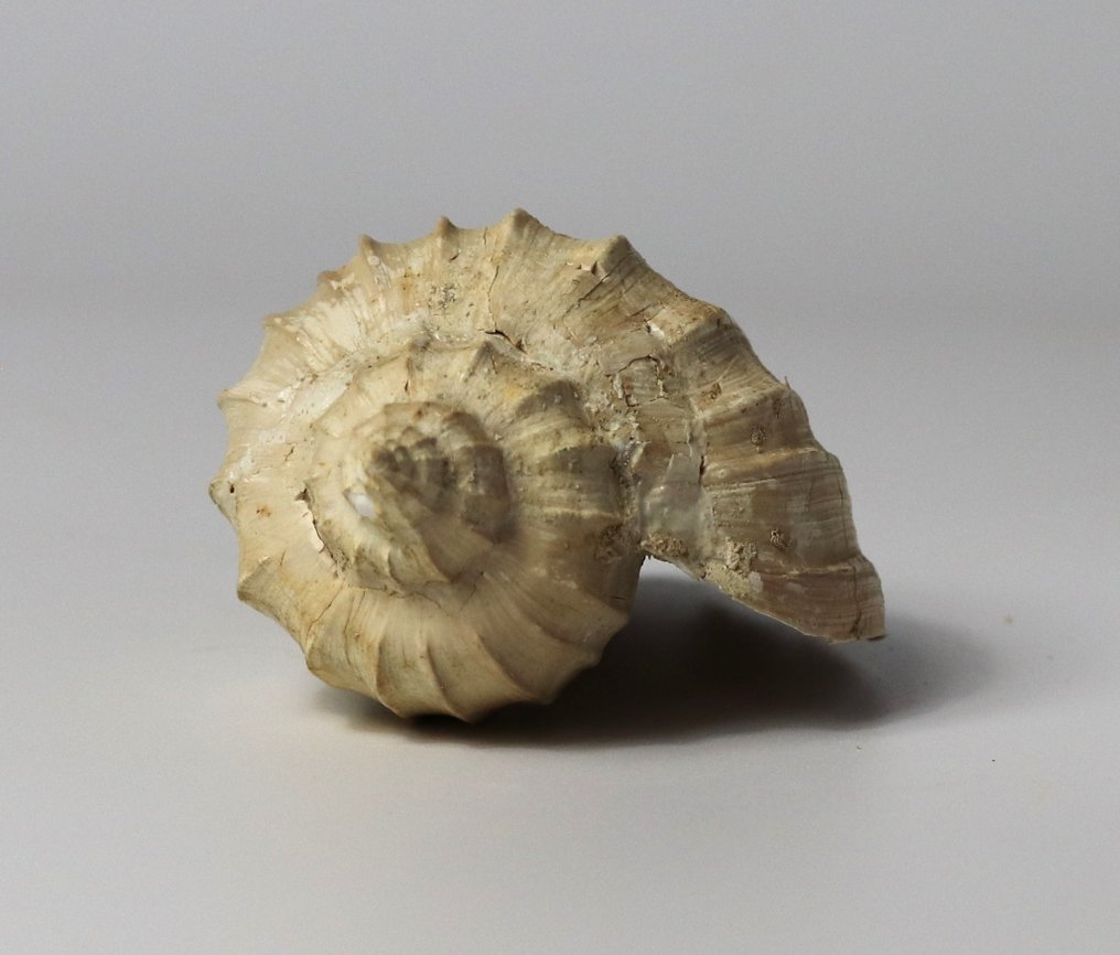 Ett sällsynt fossilt skal - Out of matrix - Fossiliserat djur - Athleta cythara - 10.5 cm #3.1