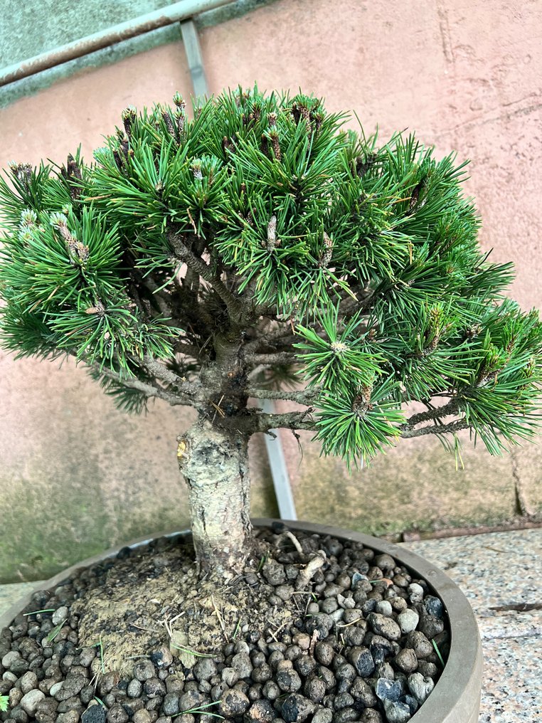 Bonsai pin (Pinus) - Înălțime (Copac): 46 cm - Grosime (Copac): 45 cm - Japonia #1.2