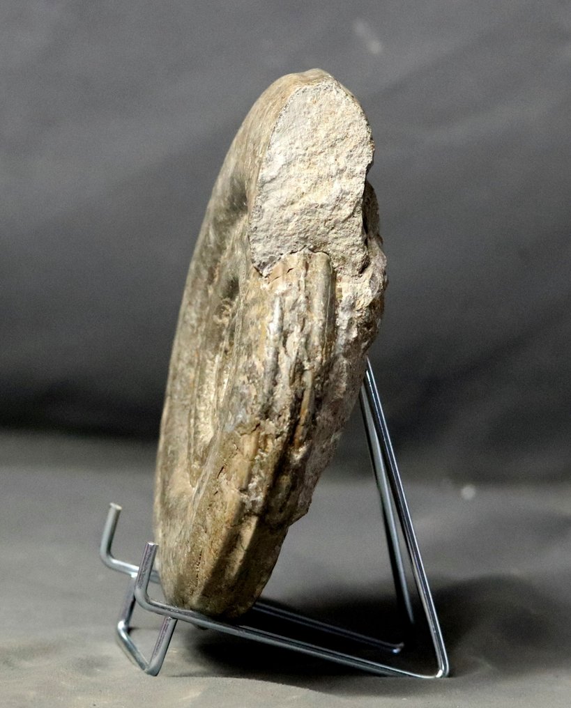 Ammonite pregiata con buona conservazione Su elegante supporto in acciaio - Animale fossilizzato - Hildoceras bifrons - 18 cm #3.2