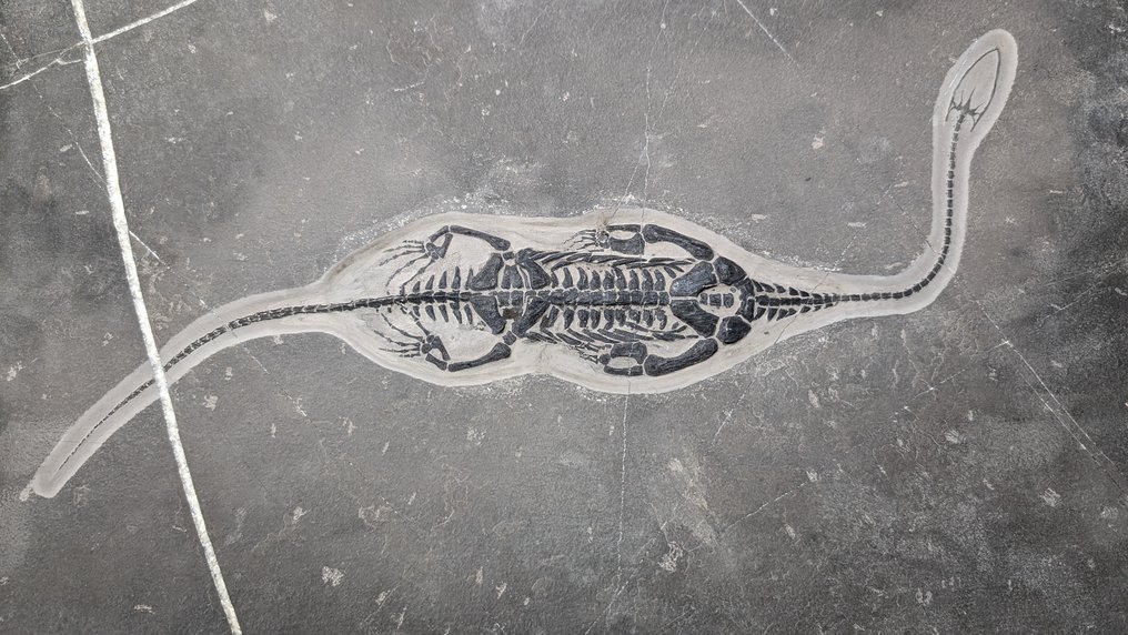 Gad morski - Skamieniały szkielet - Keichousaurus - 39.5 cm - 28.7 cm #1.1
